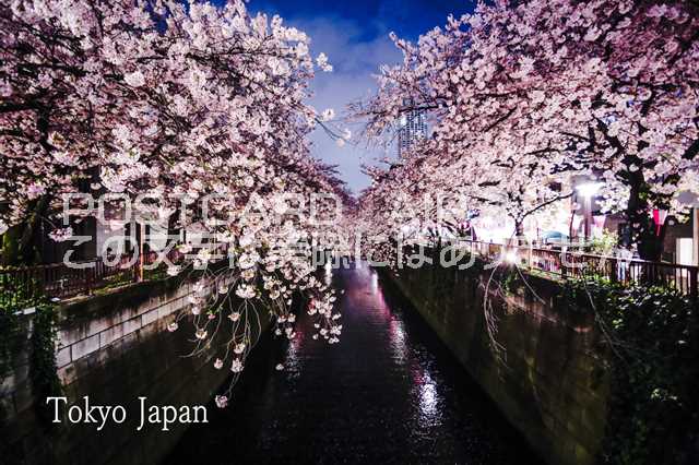 【日本の観光地ポストカード】「Tokyo Japan」目黒川の桜のハガキ　photo by MIRO