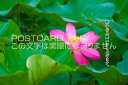 【季節の挨拶ポストカード】「寒中お見舞い申し上げます。」蓮の花のハガキ photo by MIRO