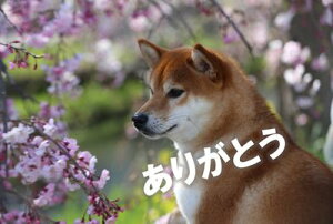 「ありがとう」感謝の言葉レイクタウンのマメシバごん柴犬の文字入りポストカード絵葉書ハガキはがき photo by MIRO