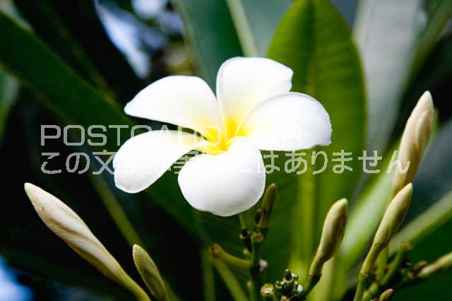 【タヒチの風景】プルメリアのはがきハガキ葉書 撮影/photo by SHIGERU MURASHIGE