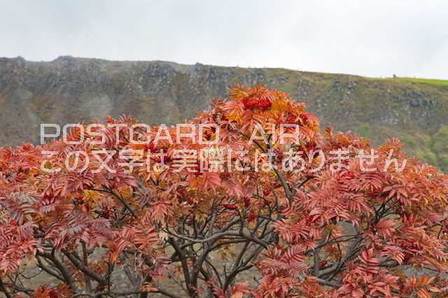 【日本の風景ポストカード】群馬県草津白根山ナナカマドのはがきハガキ葉書 撮影/photo by SHIGERU MUR..