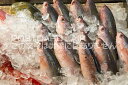 【日本の風景ポストカード】沖縄県グルクンのはがきハガキ葉書 撮影/photo by SHIGERU MURASHIGE