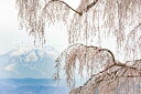 【日本の風景ポストカード】長野県上高井郡高山村水中のしだれ桜のはがきハガキ葉書 撮影/photo by SHIGERU MURASHIGE