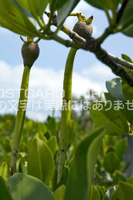 【日本の風景ポストカード】沖縄県石垣島ヒルギの種子のはがきハガキ葉書 撮影/photo by SHIGERU MURASHIGE