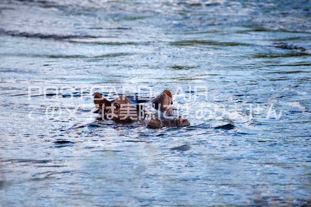 【動物のポストカードAIR】アフリカ　ボツワナ　チョベ国立公園カバのはがきハガキ葉書 撮影/photo by SHIGERU MURASHIGE