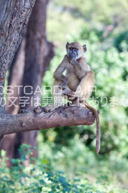 Rakuten - 【動物のポストカードAIR】アフリカ　ボツワナ　チョベ国立公園サルのはがきハガキ葉書 撮影/photo by SHIGERU MURASHIGE