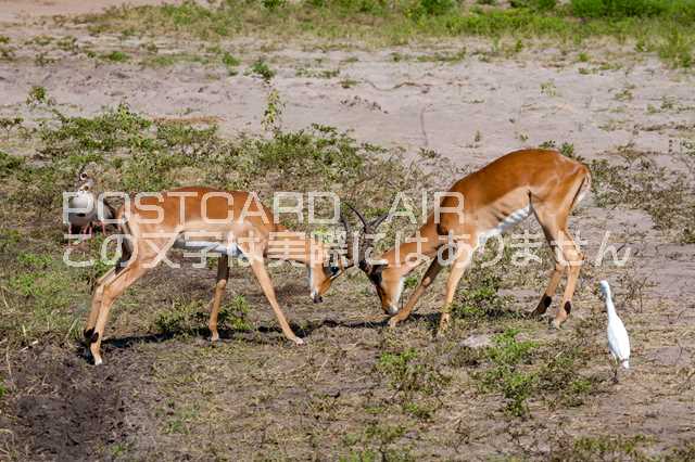 【動物のポストカードAIR】アフリカ　ボツワナ　チョベ国立公園インパラのはがきハガキ葉書 撮影/photo by SHIGERU MURASHIGE