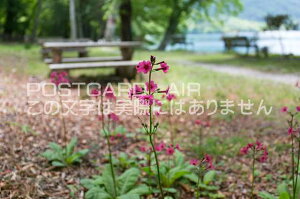 【日本の風景ポストカードAIR】栃木県中禅寺湖畔クリンソウのはがきハガキ葉書 撮影/photo by SHIGERU MURASHIGE