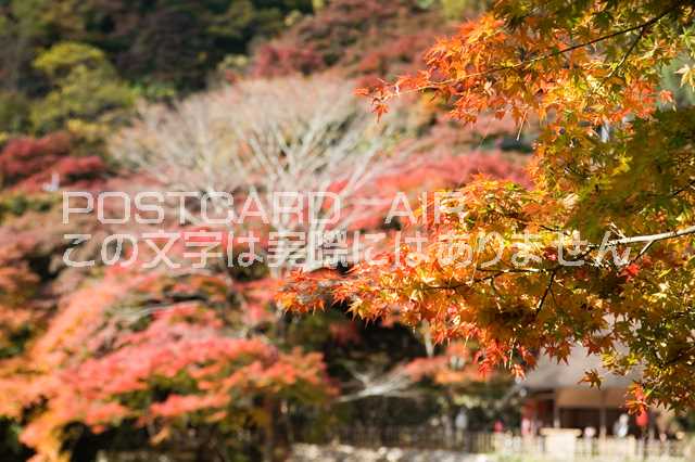 Rakuten - 【日本の風景ポストカードAIR】愛知県豊田市香嵐渓紅葉のはがきハガキ葉書 撮影/photo by SHIGERU MURASHIGE