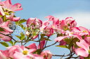【植物・花のポストカードAIR】ハナミズキのはがきハガキ葉書 撮影/photo by SHIGERU MURASHIGE