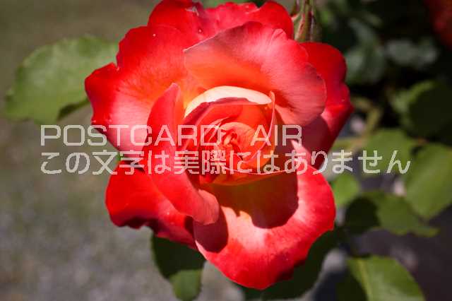 【植物・花のポストカードAIR】バラのはがきハガキ葉書 撮影/photo by SHIGERU MURASHIGE