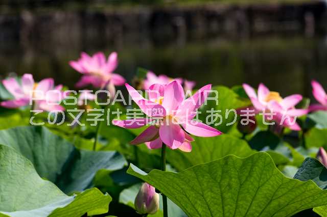 【植物・花のポストカードAIR】千葉県千葉市千葉公園大賀ハスのはがきハガキ葉書 撮影/photo by SHIGERU MURASHIGE
