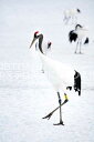 【日本の風景ポストカード】北海道鶴居村タンチョウのはがきハガキ葉書 撮影/photo by SHIGERU MURASHIGE