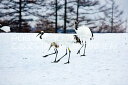 【日本の風景ポストカード】北海道鶴居村タンチョウのはがきハガキ葉書 撮影/photo by SHIGERU MURASHIGE