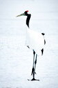 【日本の風景ポストカード】北海道鶴居村タンチョウのはがきハガキ葉書 撮影/photo by SHIGERU MURASHIGE