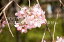 【日本の風景ポストカード】東京都六義園桜のはがきハガキ葉書 撮影/photo by SHIGERU MURASHIGE 143円