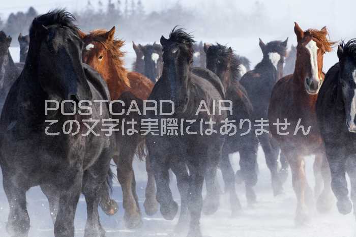 【限定馬のポストカード】走る馬の集団ハガキはがき絵葉書
