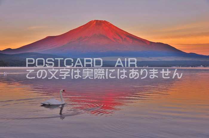 【日本の風景ポストカード】夜明けの赤富士と湖畔の水鳥 世界遺産の山のハガキはがき絵葉書