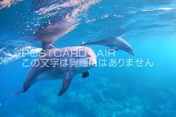 【限定販売海洋生物ポストカード】海面ぎりぎりを泳ぐイルカの葉書　ハガキはがき
