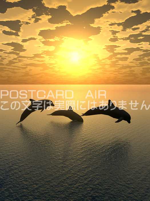 【限定販売ポストカード】夕日をゆくイルカの群れの葉書　ハガキはがき