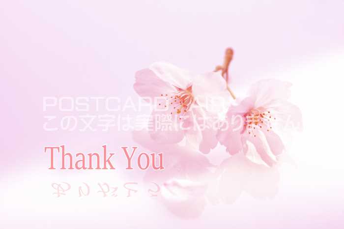 樂天商城 - 【言葉で伝えるポストカードAIR】「Thank You 【影は】ありがとう」美しい春の花桜のはがき 絵葉書