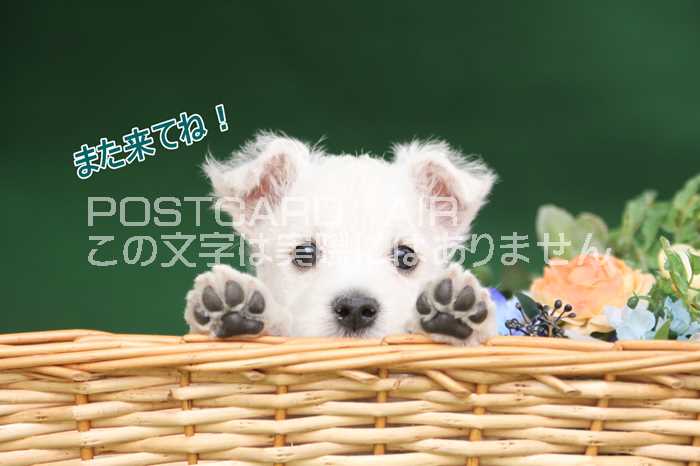 【言葉で伝えるポストカードAIR】「また来てね」赤ちゃん犬の葉書はがきハガキ