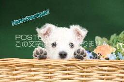 【言葉で伝えるポストカードAIR】「Please Come Again 」赤ちゃん犬の葉書はがきハガキ