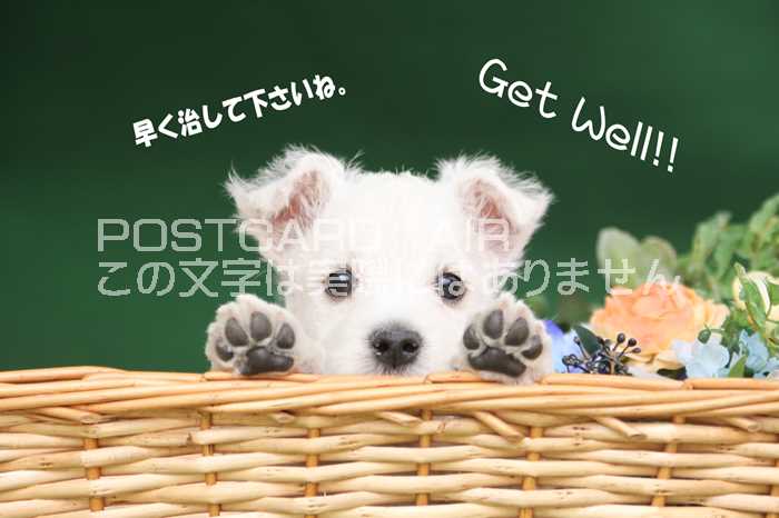 ڸդݥȥAIRۡ᤯Ʋ Get Well ׻ҸսϤϥ