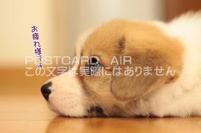 商品情報 サイズと厚み 100mm×148mm×0.33mm（官製はがきの0.23mmよりも分厚い0.33mmです）素材 マット紙用紙特徴 鉛筆・ボールペン・マーカーなどを使って書き込みができます。注意書き お使いのモニターにより、実際のポストカードはワントーン暗くなる場合があります。全てポストカードのAIRオリジナルのポストカードです/官製はがき（0.23mm）より厚い0.33mmマット紙を使用。鉛筆でも、ボールペンでも宛名面は記入ができます。　　裏面宛名書き面は　切手を貼る場所の印、postcard、小さく写真撮影者の名前photo by miro、ホームページアドレスが記載させれています。3980円以上のお買い上げで送料無料となります。※送料無料の規定は割引後の商品合計金額が対象です。/LINEやメールでは伝えられない思いをポストカードで伝えてみませんか。誕生日、お礼はもちろん、何かの記念日に、毎日送っても送料は全国共通。海外への発送もできます。　今だから逆に新しい。あなたの気持ちを伝える特別なツールとしていかがでしょうか。(実際のポストカードはパソコン画面で見るよりもワントーン暗くなる場合があります）　官製はがきと同じサイズのオリジナルポストカード 11