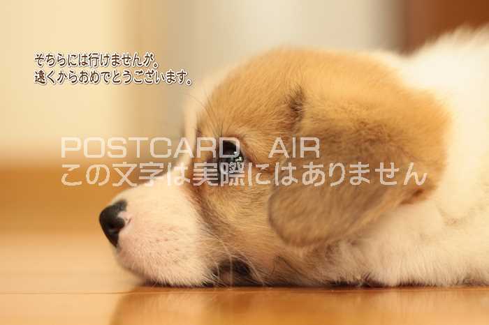 【犬のポストカードAIR】「そちらには行けませんが、遠くからおめでとうございます」犬の葉書・はがき・ハガキ