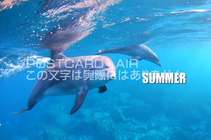 【限定・夏のポストカード】イルカが海面を泳ぐ「SUMMER]の葉書・はがき・ハガキ