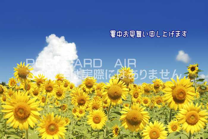 【限定夏の挨拶ポストカード】「暑中お見舞い申し上げます」向日葵 ひまわりと青い空のハガキはがき絵葉書
