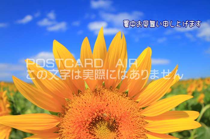 【限定夏の挨拶ポストカード】「暑中お見舞い申し上げます」向日葵 ひまわりと青い空のハガキはがき絵葉書