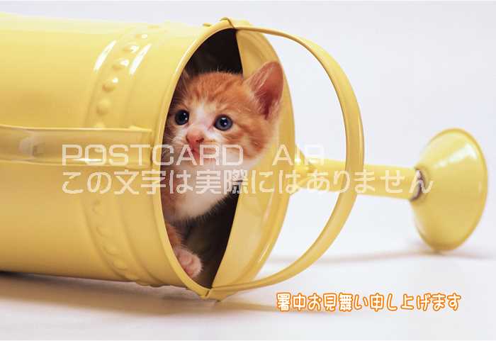 【限定夏の挨拶ポストカード】「暑中お見舞い申し上げます」子猫が如雨露から覗くのハガキはがき絵葉書