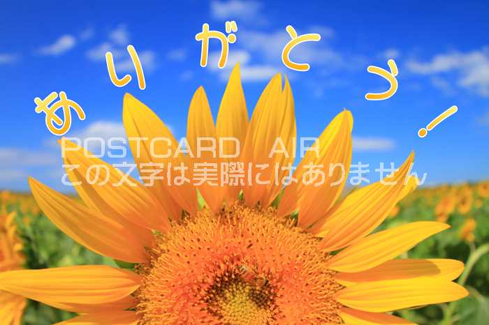 【限定夏の御礼ポストカード】「ありがとう」向日葵ひまわりのハガキはがき絵葉書