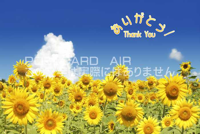 【限定夏の御礼ポストカード】「ありがとう Thank you」向日葵ひまわりのハガキはがき絵葉書