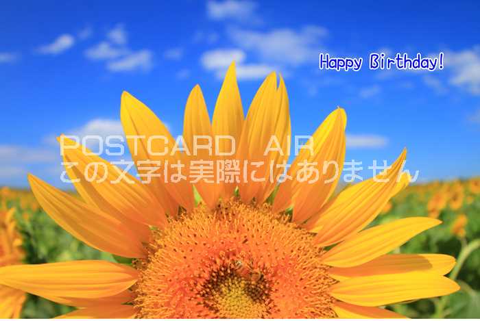 【限定誕生日ポストカード】「Happy Birthday 」向日葵 ひまわりのハガキはがき絵葉書