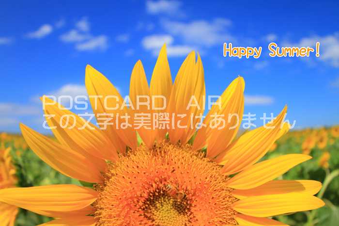 【限定夏の御礼ポストカード】「Happy Summer 」向日葵ひまわりのハガキはがき絵葉書