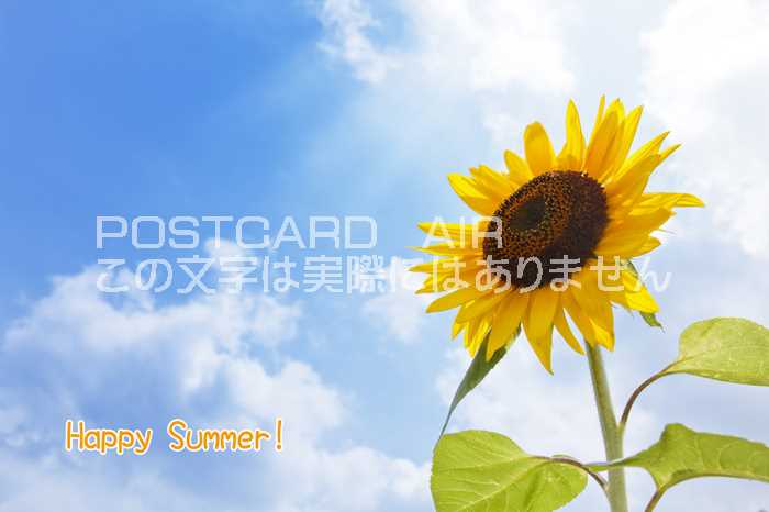【限定夏の御礼ポストカード】「Happy Summer 」向日葵ひまわりのハガキはがき絵葉書