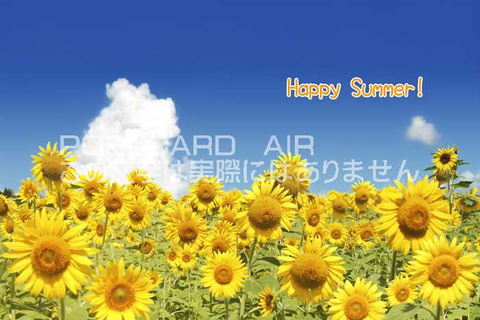 【限定夏の御礼ポストカード】「Happy Summer 」向日葵ひまわりのハガキはがき絵葉書