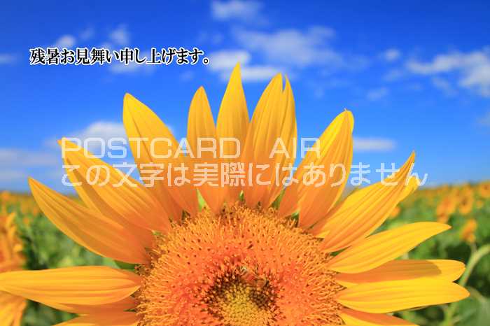 ݥȥAIR㤨֡ڸƤλĽ븫񤤥ݥȥɡֻۡĽ뤪񤤿夲ޤװؤθҤޤս ϤϥפβǤʤ165ߤˤʤޤ