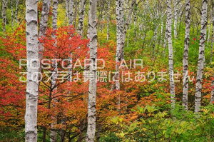 【日本の風景ポストカードのAIR】長野県 南佐久郡佐久穂町白樺と紅葉のポストカード葉書はがき　Photo　by絶景.com