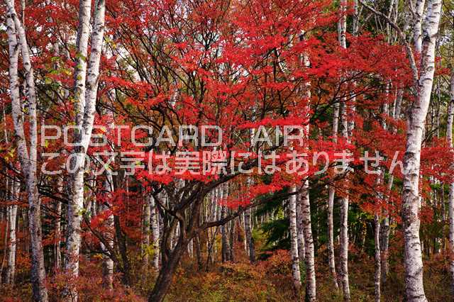 【日本の風景ポストカードのAIR】長野県 南佐久郡佐久穂町白樺と紅葉のポストカード葉書はがき　Photo　by絶景.comのサムネイル
