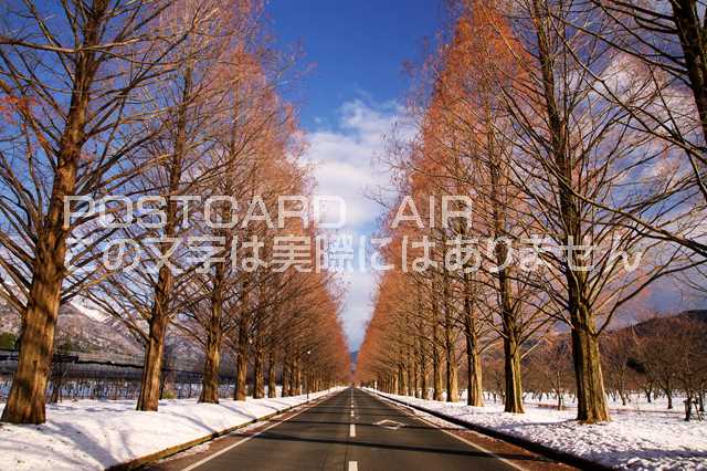 滋賀県 高島市雪のマキノ メタセコイヤ並木のポストカード葉書はがき　Photo　by絶景.comのサムネイル