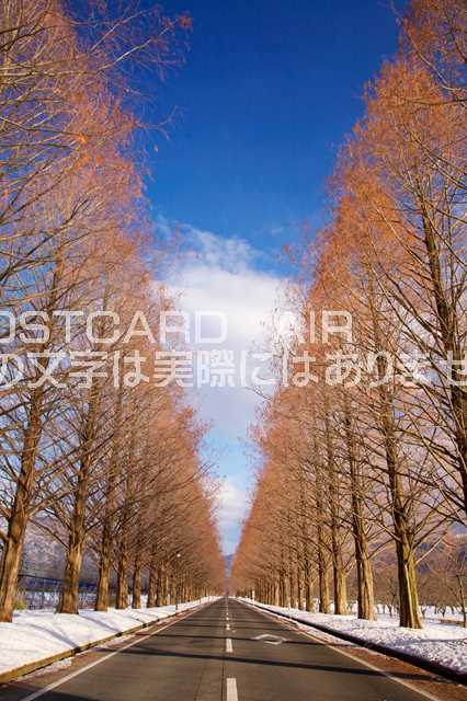 滋賀県 高島市マキノ　冬のメタセコイヤ並木のポストカード葉書はがき　Photo　by絶景.comのサムネイル