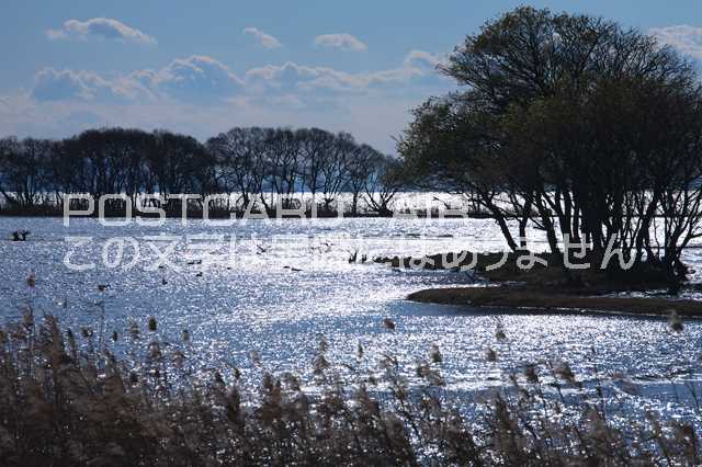 滋賀県 湖北町　輝く琵琶湖のポストカード葉書はがき　Photo　by絶景.com