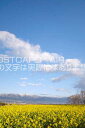 滋賀県 守山市 菜の花畑と比良山のポストカード葉書はがき Photo by絶景.com
