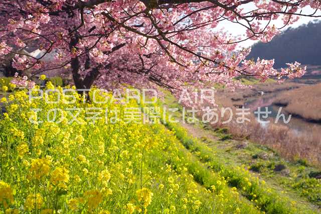 静岡県 南伊豆町　河津桜と菜の花畑のポストカード葉書はがき　