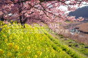 静岡県 南伊豆町 河津桜と菜の花畑のポストカード葉書はがき Photo by絶景.com