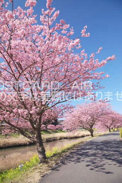 静岡県南伊豆町みなみの桜のポストカード葉書はがきPhotoby絶景.com